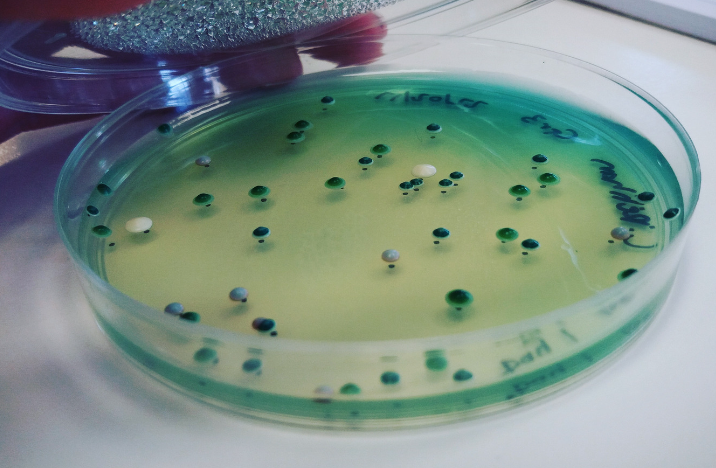 preparaty mikrobiologiczne